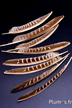 Fazant van Colchis gouden schacht - 18-22 cm - natuurlijk